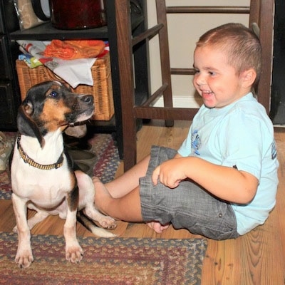 A tricolor white, brown and black Queen Elizabeth Pocket Beagle dog is sitting on a rug and it is looking up and to the right. There is a toddler sitting next to the dog laughing at it.
